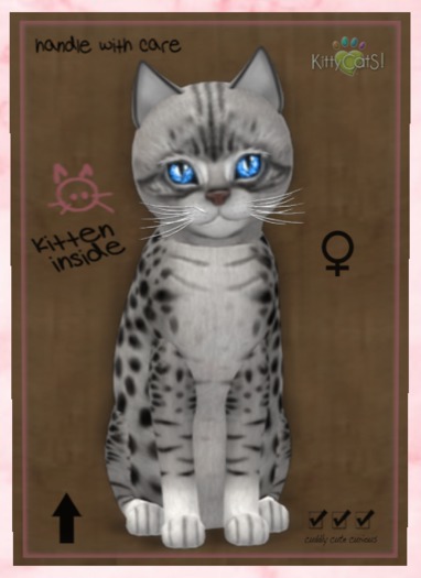 KittyCatS Box - New Born Kitten