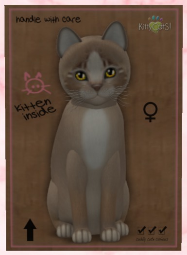 KittyCatS Box - New Born Kitten