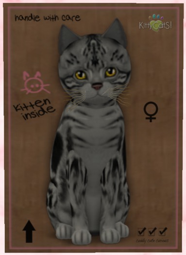 KittyCatS Box - New Born Kitten