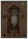 KittyCatS Box - M Bengal Copper Ice Crystal Natural 2x Genesis