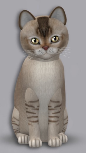 KittyCatS Box - 5T BurmCS F G Star