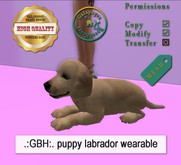 .:GBH:. Light brown puppy labrador wearable