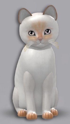 KittyCatS Box - 5T Siamese Flame F (h. ToyS/SC m.h. mono)
