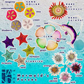 [HANDverk]Mermaid's Purse.sea urchin.mint