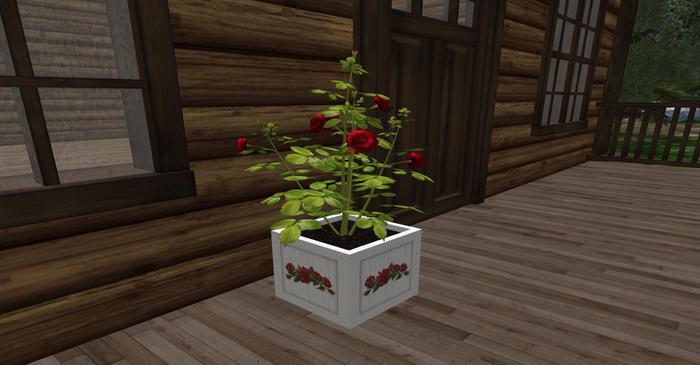 Crated roses