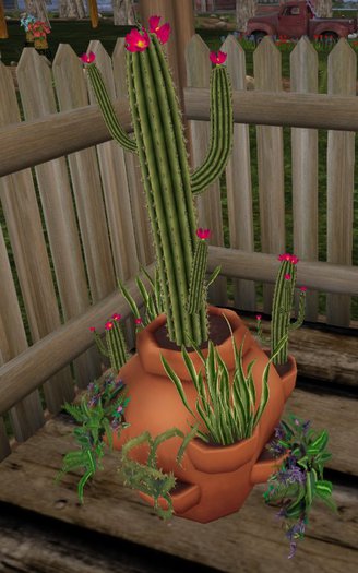 Terracoted Potted Cactus