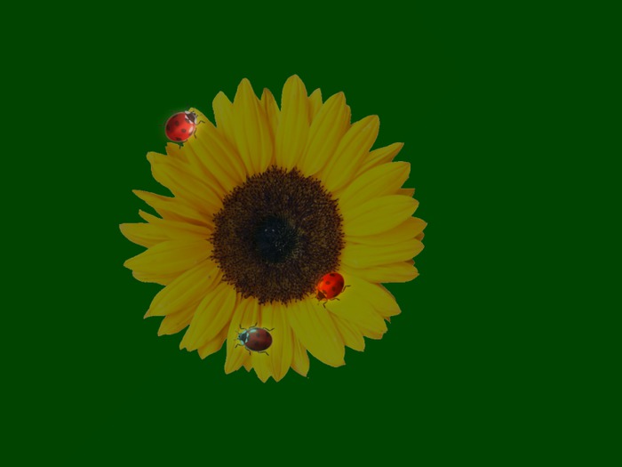 Mesh Sunflower&Ladybugs Clock