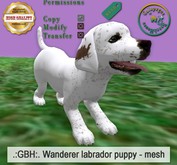 ..GBH:. Wanderer puppy labrador