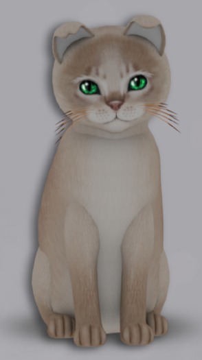 KittyCatS Box - 6T Abyssinian Lilac Male Chocolate Tipped Flame h. Blush,Dreamy,Scotty,(DSn or DP)