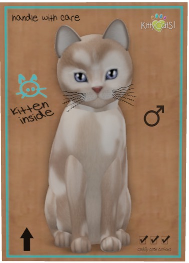 KittyCatS Box - Scottish Shorthair - Brown & White