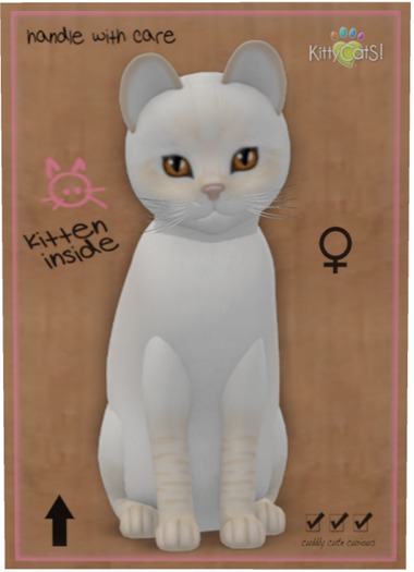KittyCatS Box - Balinese - Cream Lynx