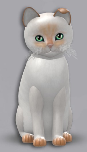 KittyCatS Box - 6T Siamese Flame F Jade (h. ToygerS, may h. Mon
