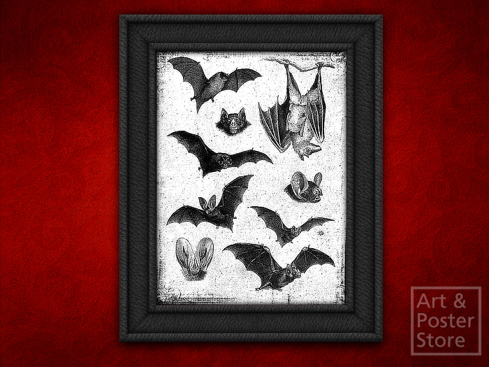 Antique BATS Print | Black Mesh Frame