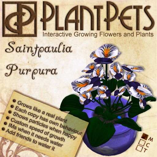PlantPet Seed [Saintpaulia *Purpura*] - Vintage as of 7/5/21