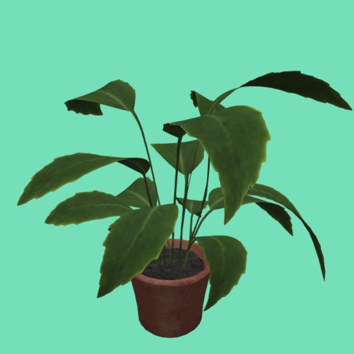 Big leafy Plant Potted, 2 Li , Bagged