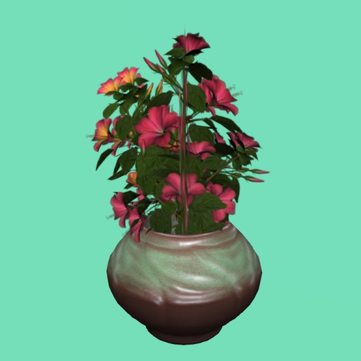 Hibiscus in Tan Pot, 2 Li , Bagged