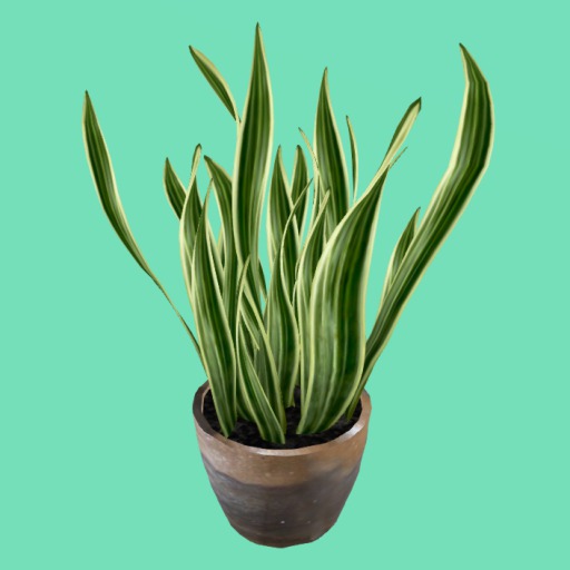 Snake Plant in Pot, 2 Li , Bagged