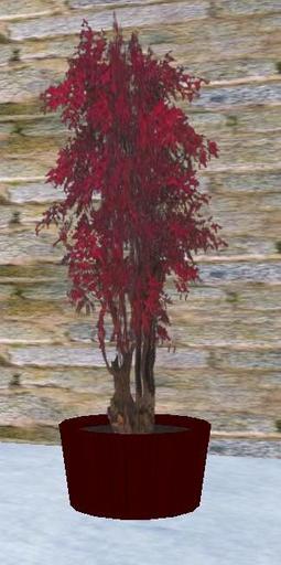 Japanese Maple in Red Cedar Planter