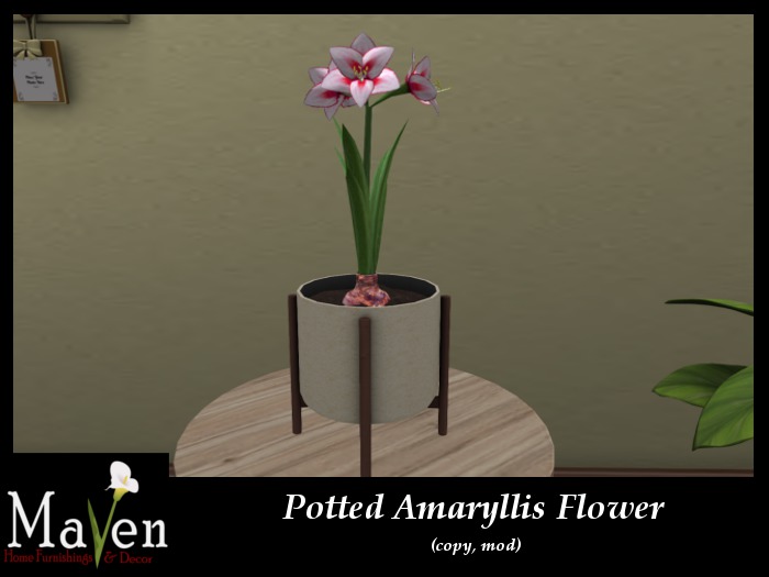 Potted Amaryllis Flower