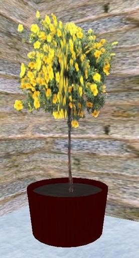 Cheerful Yellow Flowering Tree