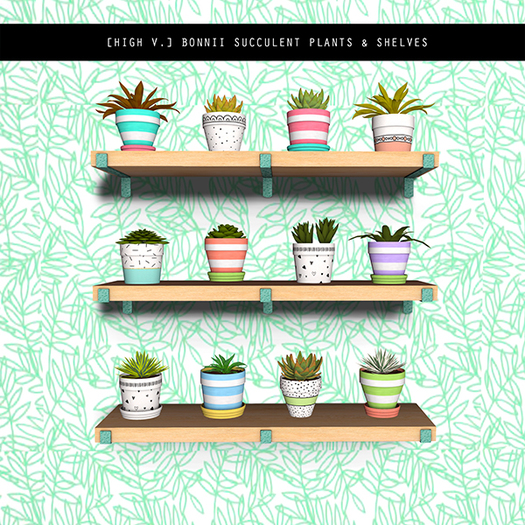 [high v.] bonnii succulent plants & shelves chubby pack
