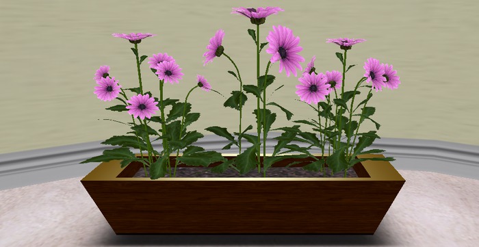 Lazy Daisy Flower Box  
