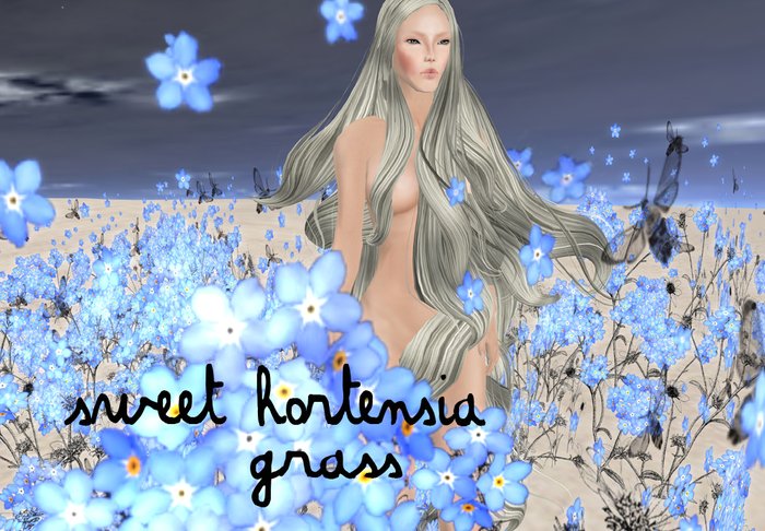 Boudoir Sweet Hortensia grass