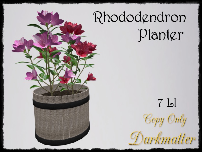 Rhododendron Planter