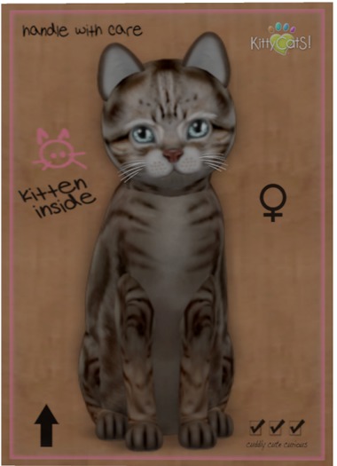 KittyCatS Box - American Shorthair - Tawny Tabby