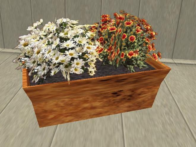 Double Planter of Daisies (boxed)