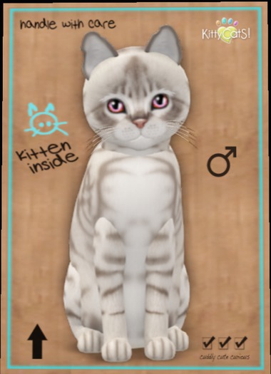 KittyCatS Box - Australian Mist - Blue Marble5
