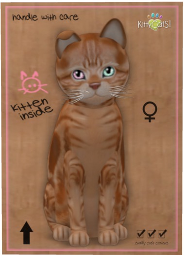 KittyCatS Box - American Shorthair - Red Tabby