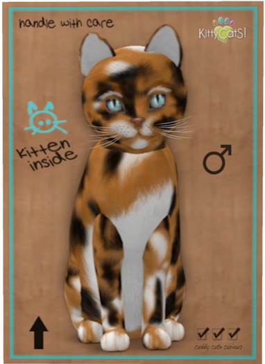 KittyCatS Box - Maine Coon - Plush Calico