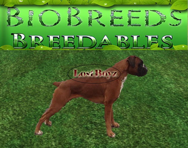 BB BioBreeds Sterling Boxer unbirthed Ready for Home