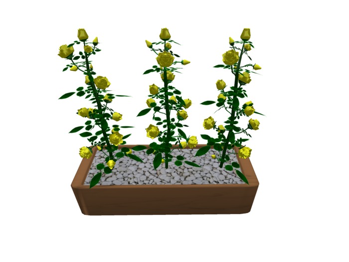 Mesh 3 Roses in pot yellow