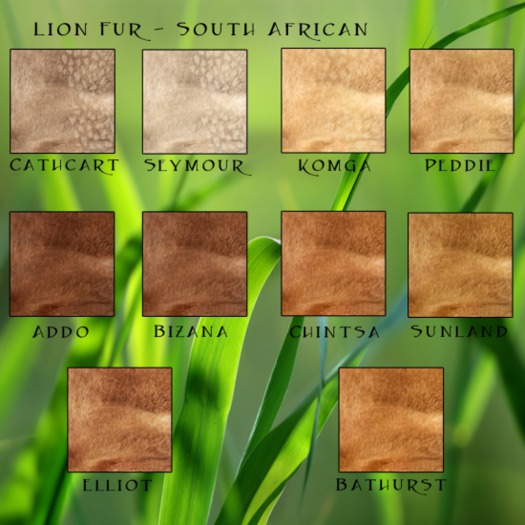 Second Life Marketplace WK Lion Female South African Cathcart Rose Nose