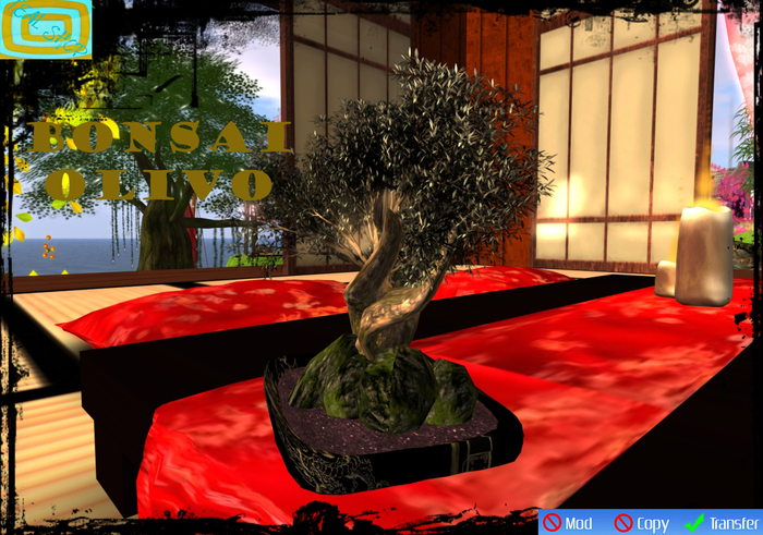 BONSAI OLIVO [KS] [TEAL SHOP]