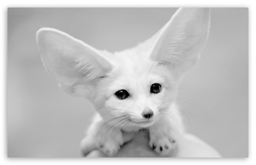 .:Infinity:.Fennec fox2