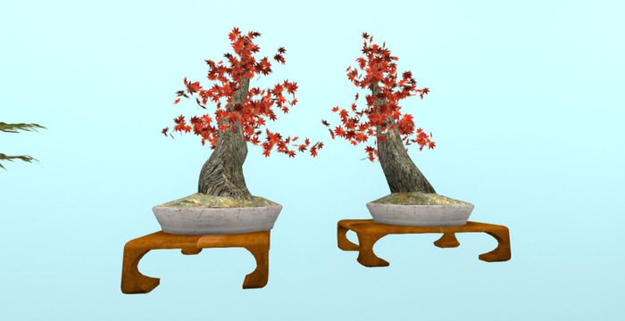 Bonsai Old Red Maple