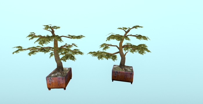 Bonsai 46