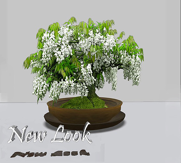 Princess Bonsai #15 White Wisteria in Pot and Tray - 3LI FB bbx