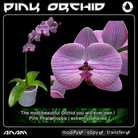ANAM - Orchid FULL PERM (Pink Phalaenopsis)