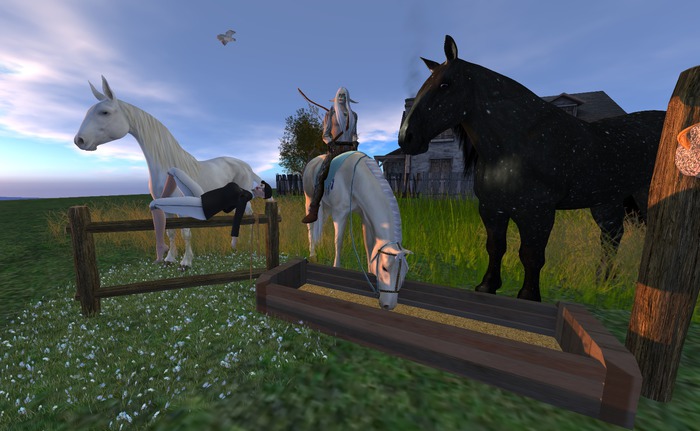hay feeder  whr horse (box x7)