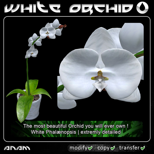 ANAM - Orchid FULL PERM (White Phalaenopsis)