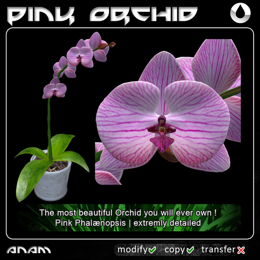 ANAM - Orchid MC (Pink Phalaenopsis)