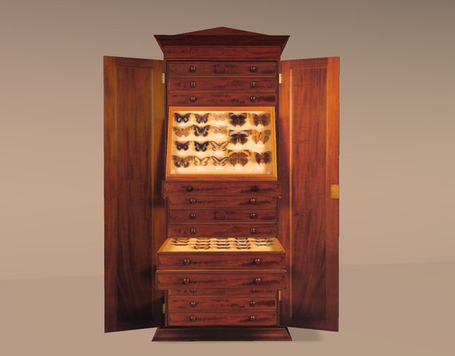 Antique cabinet displaying butterflies 