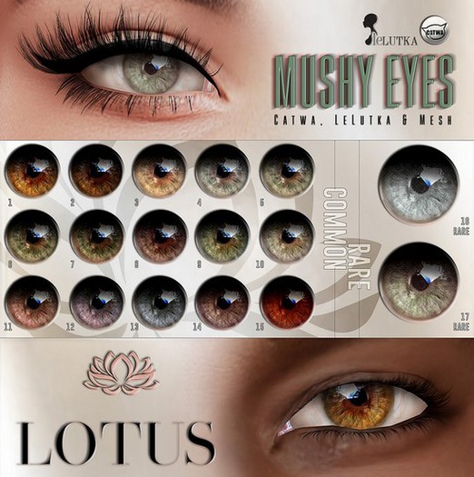 LOTUS. Mushy Eyes 12 BOX