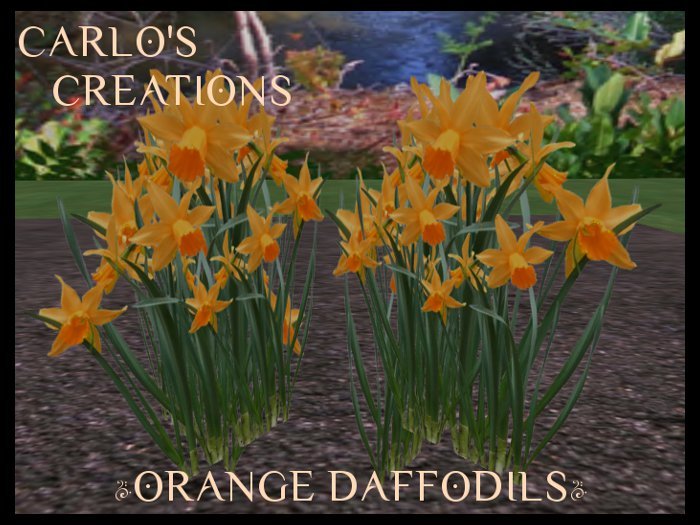 Orange Daffodils Regular & 1 Prim Sculpt Versions Flower Garden Plant 