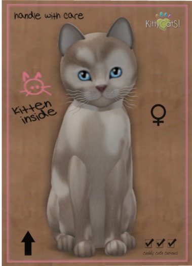 KittyCatS Box - Scottish Shorthair - Brown & White