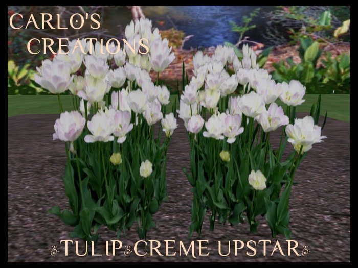 Tulip Creme Upstar Regular & 1 Prim Sculpt Versions Flower Garden Plant 